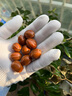 漢品閣手工梅林鐵核橄欖核雕刻鯊魚背手串手鏈光珠素核文玩男女 曬單實(shí)拍圖