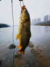 釣魚(yú)小藥豬母奶小藥秋冬野釣黑坑誘魚(yú)粉鯽鯉草鳊黑鰱鳙羅非魚(yú)通殺 一瓶裝【魚(yú)兒瘋搶】 曬單實(shí)拍圖
