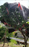 花e流新款防鳥(niǎo)神器果樹(shù)防鳥(niǎo)網(wǎng)櫻桃樹(shù)嘉寶樹(shù)防鳥(niǎo)罩防護網(wǎng) 2.5厘米孔5米x 2.5厘米孔7米x7米/適用2米樹(shù) 曬單實(shí)拍圖
