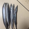 裕琳瓏秋刀魚深海魚日式燒烤食材新鮮秋刀魚大規(guī)格冷凍海鮮水產(chǎn)生鮮海捕 秋刀魚3斤裝 2號秋刀 曬單實(shí)拍圖