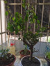歐芽梅花盆栽老樁紅梅臘梅盆景樹(shù)苗花卉植物室內陽(yáng)臺庭院花苗D7 紅梅8年盆景苗 不含盆 曬單實(shí)拍圖