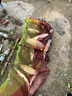 霸統(tǒng)黑坑草魚專用小藥野釣專攻泡玉米泡顆粒餌料添加劑綠水誘食劑套餐 草魚克星+草魚速誘+水蜜桃 曬單實拍圖