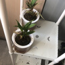 劉閣蘭花七彩香水石斛蘭花冬帶花苞好養綠植濃香型石斛花卉盆栽綠植驅蚊 3苗七彩石斛 苔蘚球無(wú)葉藝帶底托 曬單實(shí)拍圖