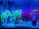 SEA STAR生态海 星小鱼缸客厅小型水族箱创意迷你玻璃家用懒人造景LED灯 240ZF经济套装（带20件套） 实拍图