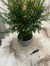 秋穎紅豆衫苗南方曼地亞紅豆杉盆景植物室內(nèi)除味盆栽紅豆杉樹凈化空 公母60-80厘米2顆不帶果不帶盆 曬單實(shí)拍圖