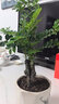 小葉紫檀盆景樹(shù)樁室內(nèi)客廳植物四季常青黑檀木吸甲醛老樁綠植盆栽 獨(dú)干小葉紫檀 曬單實(shí)拍圖