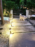 星速戶外防水草坪燈接電LED庭院別墅花園小區(qū)公園草地室外園林景觀燈 圓餅草坪燈-60CM接電款-12W暖光 曬單實拍圖