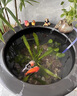 鎏銘景德鎮(zhèn)特大號陶瓷1米錦鯉荷花缸窯變風水缸庭院酒店賓館鎮(zhèn)宅大缸 清明上河圖直徑60cm 曬單實拍圖