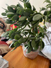 花行榜玉樹老樁大株盆栽多肉植物室內(nèi)綠植 30-40cm高/不含盆源頭直發(fā) 曬單實(shí)拍圖