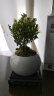 墨一袖珍椰子盆栽 花卉植物室内绿植办公室绿植欧式ins风美观室内好养 实拍图