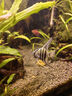 魚(yú)苗觀(guān)賞魚(yú)七彩神仙魚(yú)熱帶大型燕魚(yú)秘魯埃及好養淡水小型魚(yú)小花仙 3+厘米燕魚(yú)混搭10條【漁場(chǎng)直發(fā)】 曬單實(shí)拍圖