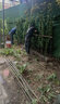 圍墻籬笆植物大葉北海道黃楊苗冬青樹(shù)苗四季常青耐寒庭院綠籬樹(shù)苗 北海道冬青2米高【10顆】 曬單實(shí)拍圖