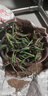 多肉植物佛珠吊蘭盆栽垂吊紫玄月 吊蘭 特大 紫玄月多肉 佛珠多肉 紫玄月（約12株） 曬單實(shí)拍圖