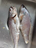 鮮喜利米魚舟山特大米魚冷凍海鮮鮸魚敏魚海捕野生鮮活水產(chǎn)生鮮鰲魚 3條裝 8-10兩/條 曬單實拍圖