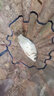 海迪 進(jìn)口魚(yú)線(xiàn)激光飛磕線(xiàn)金剛釣魚(yú)線(xiàn)主線(xiàn)子線(xiàn)黑坑超強拉力大力馬PE線(xiàn) 綠色飛磕主線(xiàn) 0.3號 曬單實(shí)拍圖