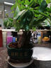 手耕田三桿發(fā)財樹(shù)盆栽好養易活辦公室內植物辦公室客廳綠植小盆景樹(shù)花卉 三桿發(fā)財樹(shù)-財源廣進(jìn)（新款） 含盆 曬單實(shí)拍圖