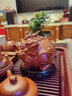 冬霧紫砂貔貅茶寵擺件精品手工招財擺件可養(yǎng)茶玩茶桌茶臺擺件茶具配件 【禮盒裝】紫砂貔貅-朱泥 曬單實拍圖
