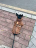 曇蓓漫狗狗衣服泰迪小型犬服裝秋冬狗狗衣服小型犬比熊衣服保暖小狗衣服 【桃皮絨馬甲-棕色】 L （建議6-8.5斤寵物） 舒適親膚/防寒保暖 曬單實(shí)拍圖