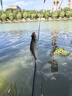 黃金眼蘆葦感應(yīng)變色電子魚漂咬鉤變色日夜兩用夜光浮漂 黃金眼蘆葦變色電子漂BL-08 3號(hào)一支 曬單實(shí)拍圖
