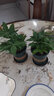 吸毒王盆栽吸二手煙的綠植物電腦適合辦公室放的不需要陽(yáng)光 3棵金鉆20cm+原土盆+營(yíng)養液 含盆 曬單實(shí)拍圖