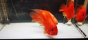 森森（SUNSUN）魚缸客廳小型桌面超白玻璃家用水族箱生態(tài)免換水金魚缸 60長(zhǎng)超白玻璃缸【含水泵和濾材】 曬單實(shí)拍圖