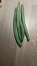 京鮮生山東新鮮綠皮絲瓜3斤裝單果30cm起農(nóng)家種植時(shí)令蔬菜源頭直發(fā)包郵 曬單實(shí)拍圖