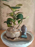 菩提樹(shù)盆栽小盼菩提盆景帶果中式禪意桌面擺件室內創(chuàng  )意好養綠植物 【A級-帶果發(fā)貨】小盼菩提+原盆 送營(yíng)養液 含盆 曬單實(shí)拍圖