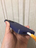 SPECK iPhone 14 Pro Max 手機(jī)殼 - 超薄手機(jī)殼 防摔 防刮 6.7 英寸 雙層手機(jī)殼 曬單實(shí)拍圖