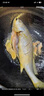 黃小漁寧德三去黃花魚(yú)800g/條 大黃魚(yú)生鮮 魚(yú)類海魚(yú) 海鮮水產(chǎn) 曬單實(shí)拍圖
