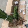 秋芊卉精品鐵樹(shù)大型盆景四季常青公母鐵樹(shù)室內室外地栽盆栽耐寒耐熱樹(shù)苗 球直徑12-13cm（樹(shù)高70-80cm） 曬單實(shí)拍圖