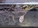 土鯪魚白鰱魚苗活體飼料活魚喂鱖魚喂金龍喂烏龜喂桂花鱸魚活餌魚 飼料魚隨機(jī)1-2厘米100條送10% 曬單實(shí)拍圖