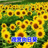 碧鼎向日葵種子花種籽子矮四季播種開花高桿觀賞盆栽庭院葵花籽種子 彩色向日葵種子 一斤 曬單實(shí)拍圖