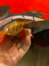 零拾令 精品魷魚籽帶籽1000g 墨魚籽 即食海鮮制品零食小吃熟食魷魚仔 【原味+香辣味+燒烤味】500g 曬單實(shí)拍圖