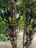 嘉寶果專用肥料樹(shù)增肥催花結(jié)果顆粒肥促開(kāi)花藥果樹(shù)專用肥料 三瓶裝【提前上市】買(mǎi)二送一 曬單實(shí)拍圖