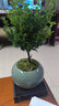 開時果 小葉赤楠盆景擺件 辦公室桌面綠植花卉好養(yǎng)盆栽植物源頭直發(fā)包郵 【熱銷款】哥窯浸墨盆+苔蘚+底座 曬單實拍圖
