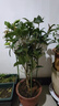 春花妙意桂花樹(shù)苗盆栽盆景四季開(kāi)花耐寒濃香型四季桂金桂室內陽(yáng)臺庭 四季桂6年苗 曬單實(shí)拍圖