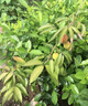 臨雅荔枝樹(shù)苗無(wú)核桂味果樹(shù)盆栽妃子笑嫁接水果樹(shù)苗糯米糍果苗仙進(jìn)奉 【稀有新品種】冰荔40-60cm1棵 曬單實(shí)拍圖