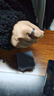 巴克樂(lè )樂(lè )復古做舊開(kāi)口指環(huán)女潮ins冷淡風(fēng)錢(qián)幣食指戒仿泰銀五銅錢(qián)戒指 J394 開(kāi)口可調節 曬單實(shí)拍圖