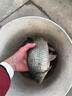 光GW威魚(yú)竿手竿大物竿龍神飛戟碳素超輕超硬19調湖庫鰱鳙臺釣竿巨物竿5.4m 大物版+竿稍+竿包其他 曬單實(shí)拍圖