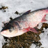 跑山密水農家【冰鮮】水庫胖頭魚10斤 新鮮花鰱現殺活魚燒烤 寶寶食材源頭直發(fā) 曬單實拍圖