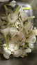 千牛優(yōu)福茴香頭500g 新鮮茴香根茴香球莖 西餐料理香料食材 500g 曬單實拍圖