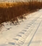 朝陽(yáng)輪胎 冬季胎/雪地胎 205/60R16 92T SW628適配科魯茲 曬單實(shí)拍圖