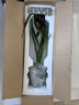 八芽建蘭素心盆栽天香素濃香型觀蘭花植物室內(nèi)四季好養(yǎng)名貴帶花苞花卉 建蘭-喜上枝頭盆-方托、紫砂托 帶盆栽好 曬單實(shí)拍圖