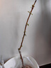 嫁接蘋(píng)果棗棗樹(shù)活苗雪蜜棗牛奶棗子苗棗苗大青棗特大脆甜當(dāng)年結(jié)果 臺(tái)灣蘋(píng)果棗 (杯苗發(fā)貨) 兩年苗 曬單實(shí)拍圖