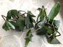 湘萂園飛機蔓綠絨植物ins爬藤綠植北歐風(fēng)防輻射臥室陽(yáng)臺高檔植物稀有 1盆苔蘚球飛機【雙珠】斗笠盆送支架 曬單實(shí)拍圖