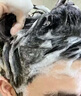 赫恩男士洗發(fā)水古龍去屑控油止癢洗發(fā)露凈爽海洋香氛持久留香洗頭膏男 男士專用洗發(fā)水1瓶500ml 曬單實(shí)拍圖