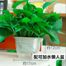 綠蘿盆栽室內(nèi)客廳綠植花卉 家用凈化空氣綠籮植物吸除甲醛吊蘭 高20CM【原盆+自吸水】10盆+5肥 曬單實(shí)拍圖