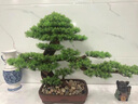 爵世皇庭仿真盆景迎客松樹擺件玄關(guān)桌客廳辦公室內(nèi)羅漢松綠植酒店軟裝飾品 羅漢松盆景 曬單實拍圖
