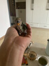 萬百惠小太陽半毛活體牡丹虎皮幼鳥觀賞鳥幼鳥喂奶寵物鳥家養(yǎng)親人可上手 碧云天牡丹半毛1只 曬單實拍圖