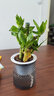 泰西絲荷花竹室內桌面盆栽盆景水培植物擺件+繁星塑料吸水盆 源頭直發(fā) 曬單實(shí)拍圖